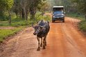 014 Wilpattu NP, waterbuffel